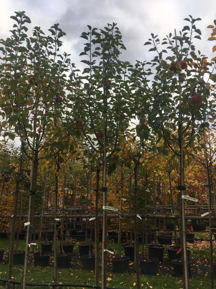 Malus 'Topaz' -S- CAC Apfel 'Topaz' -S-