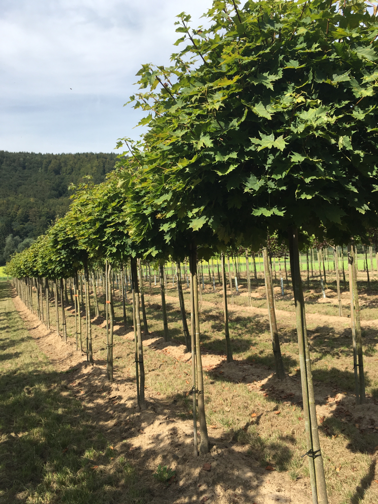 Acer platanoides 'Globosum' Kugelahorn 'Globosum'