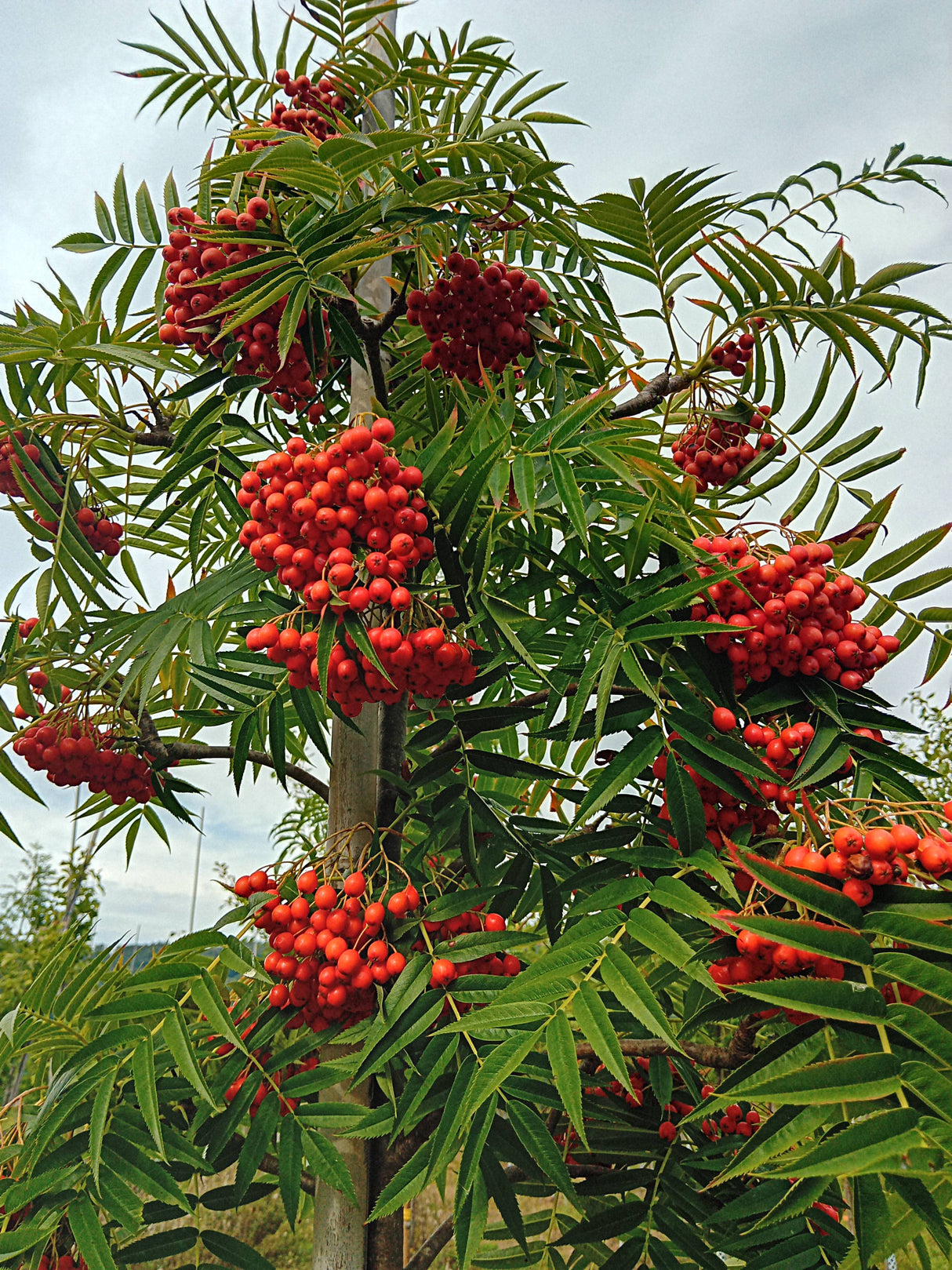 Sorbus 'Dodong' Eberesche 'Dodong'