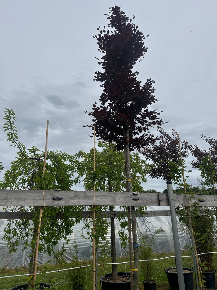 Fagus sylvatica 'Atropunicea' Blutbuche Veredelung