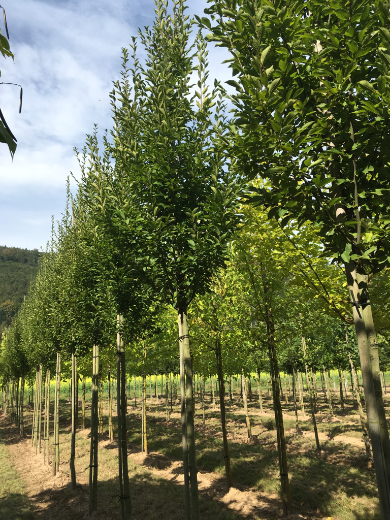 Carpinus betulus 'Fastigiata Monument' Säulen-Hainbuche 'Monument'