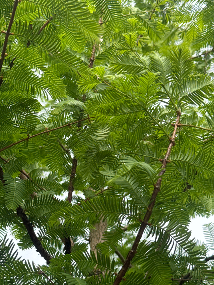 Metasequoia glyptostroboides Chinesisches Rotholz