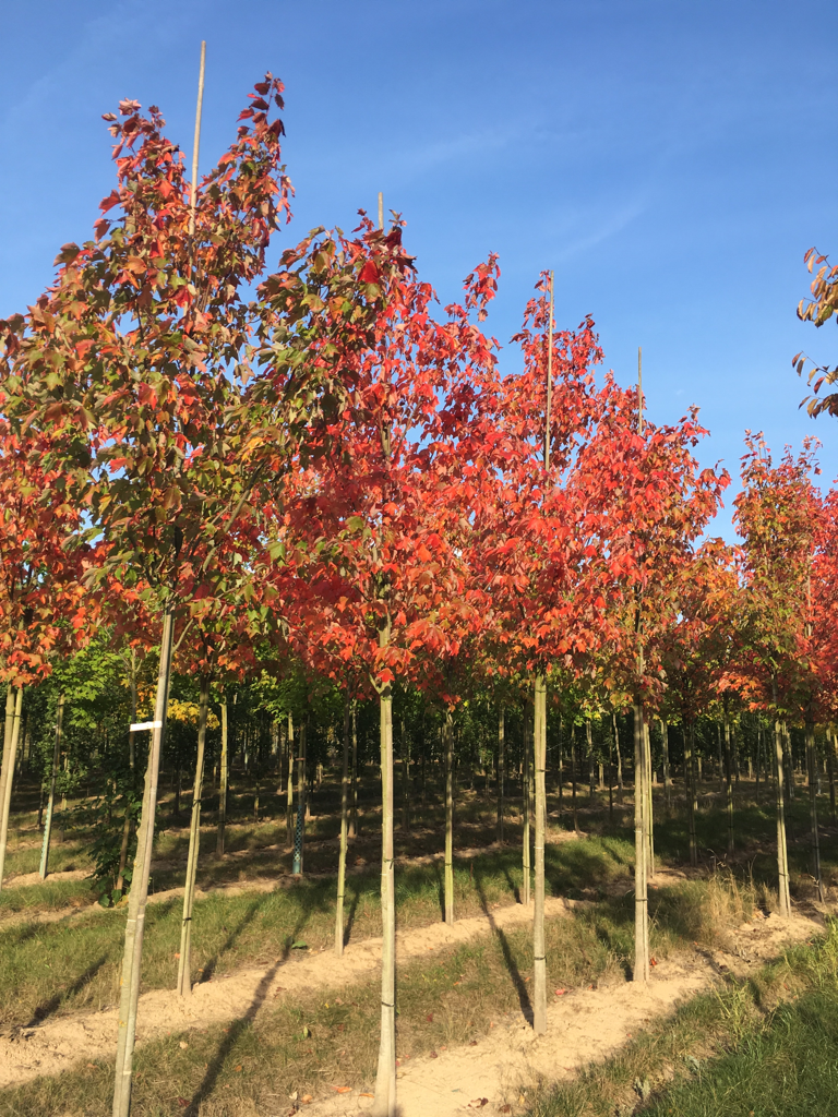 Acer rubrum 'New World' Rotahorn 'New World'