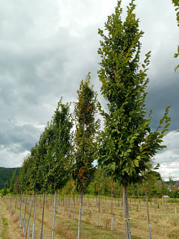 Carpinus betulus 'Lucas' Hainbuche 'Lucas'