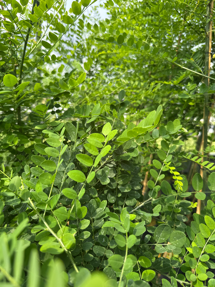 Sophora japonica Schnurbaum