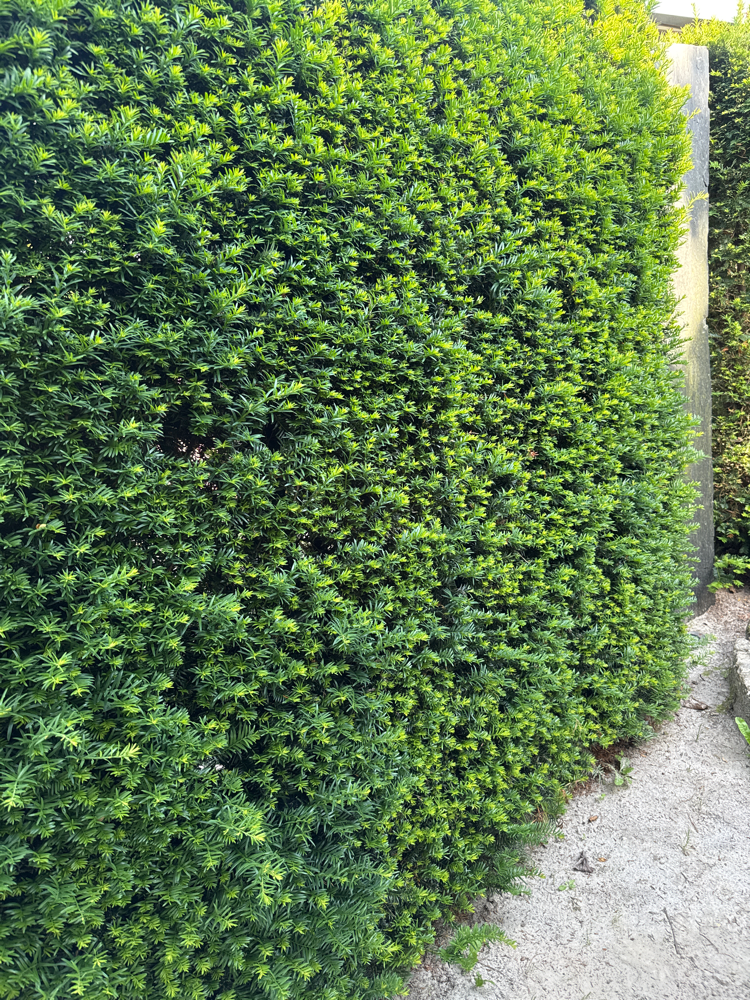 Taxus baccata Heimische Eibe