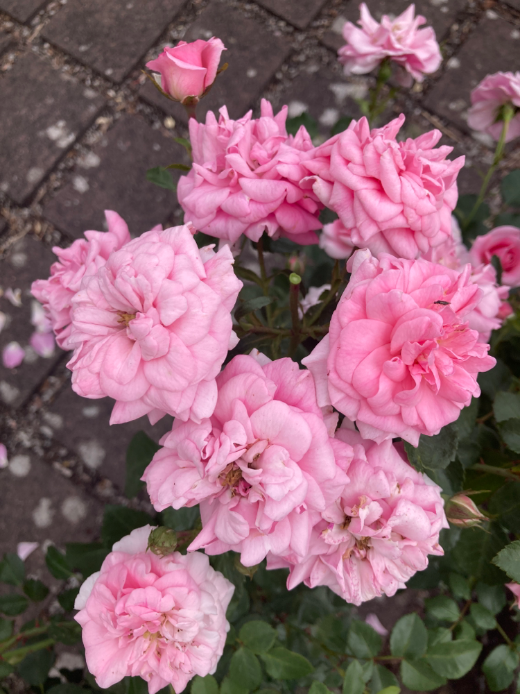 Rosa 'Mirato' -R- BDR III Bodend.Rose 'Mirato' -R-
