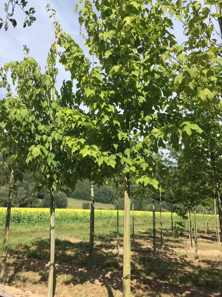 Acer capillipes Roter Schlangenhautahorn