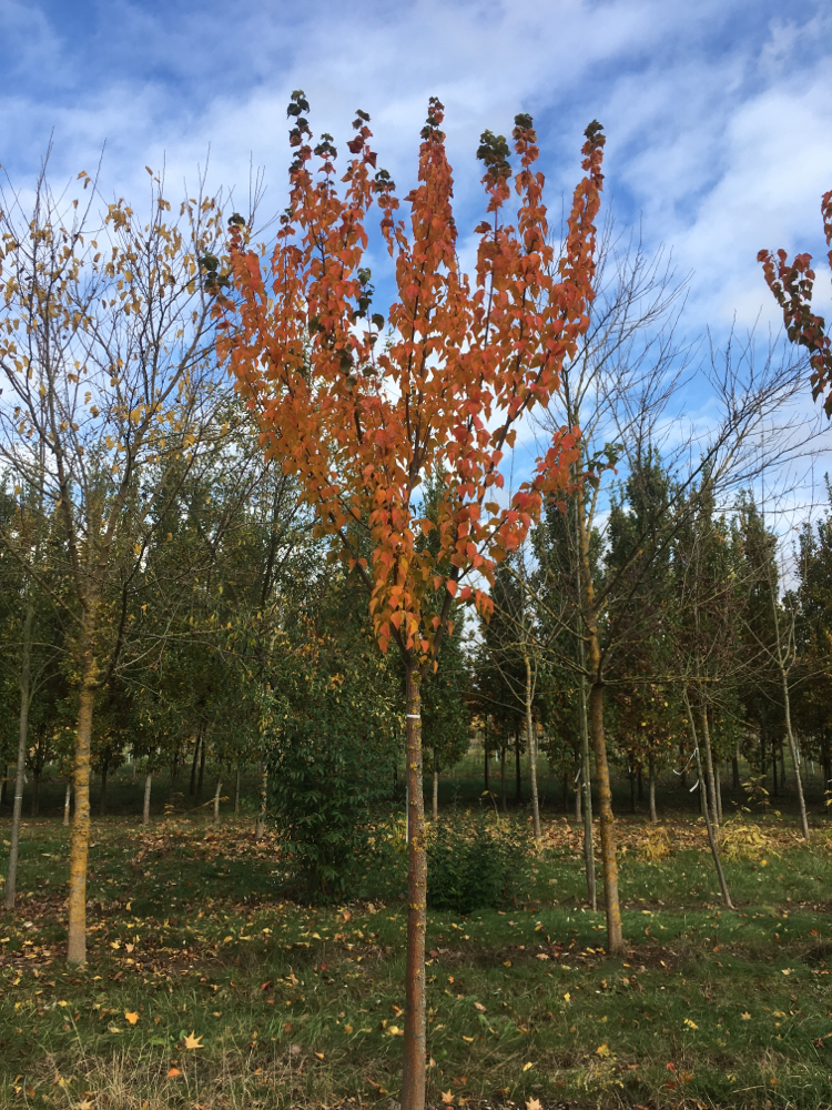 Acer capillipes Roter Schlangenhautahorn