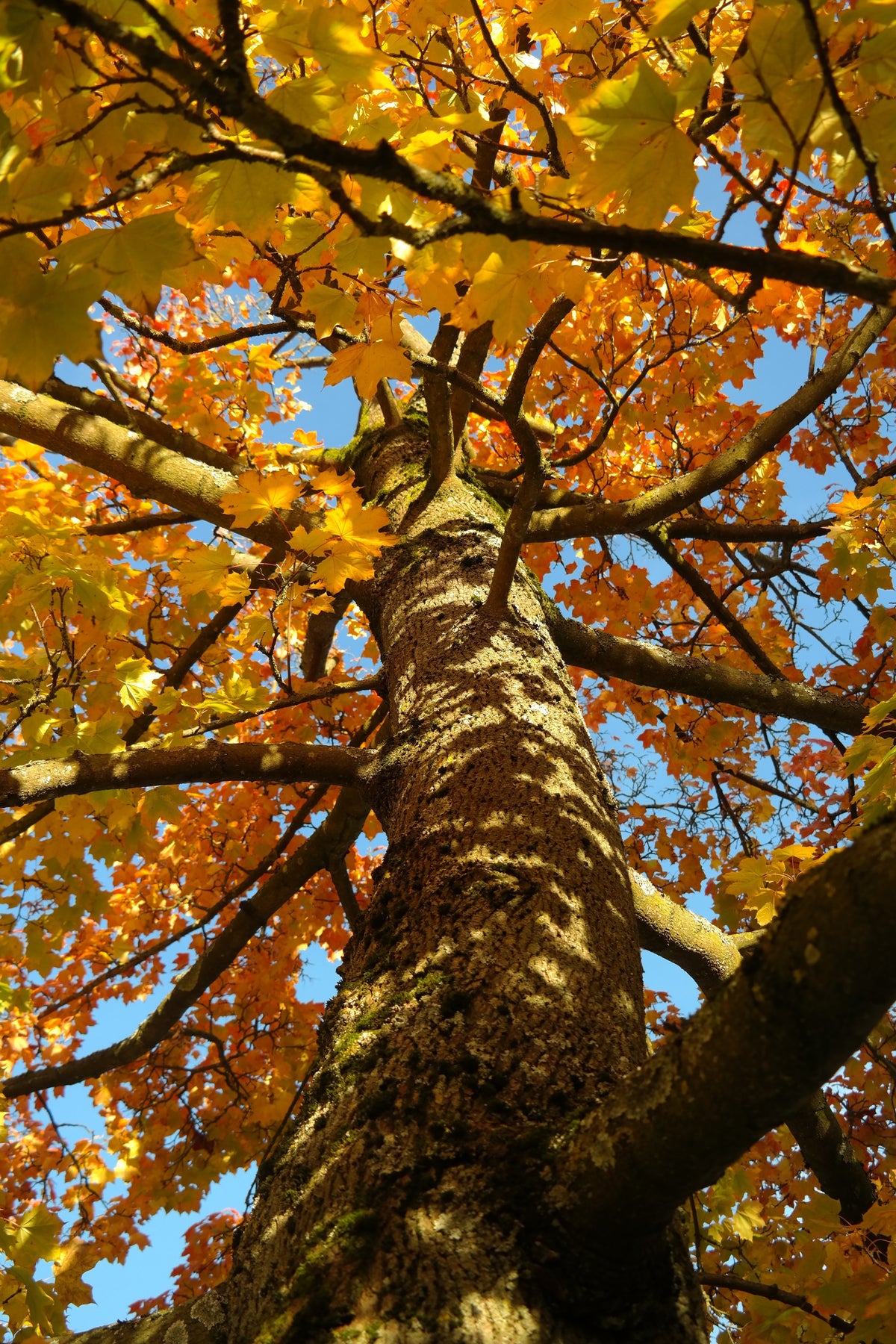 Acer platanoides Spitzahorn