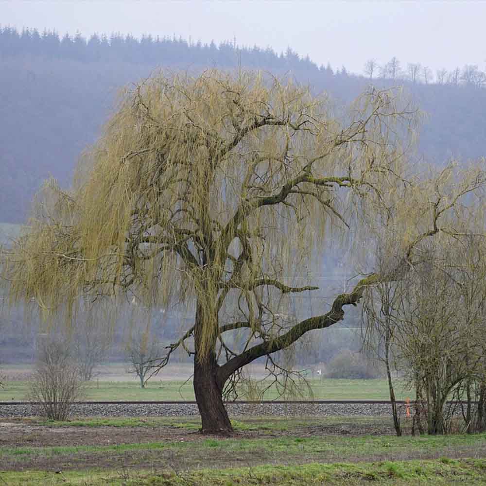 12-18m Wuchsendhöhe