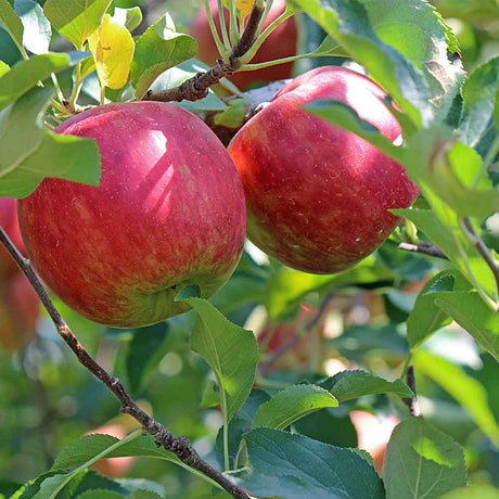 Apfel