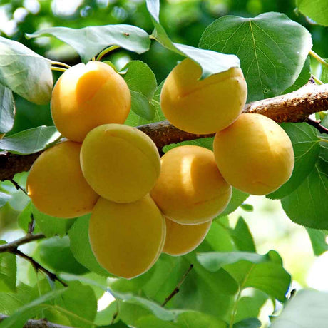 Aprikose
