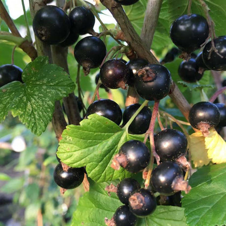 Beeren und Balkonobst
