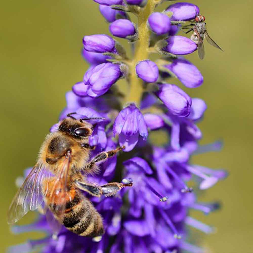 Bienenstauden