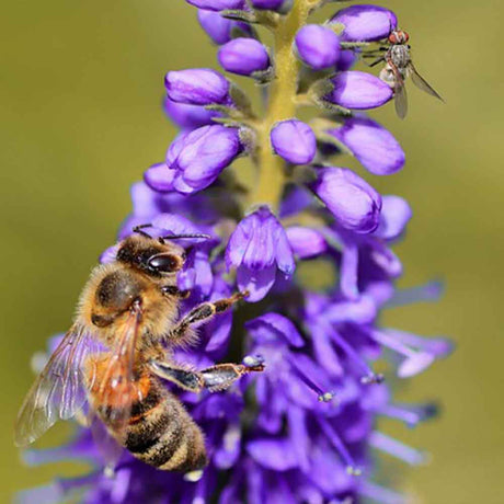 Bienenstauden
