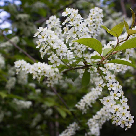 Blütenbäume und Bienenweiden