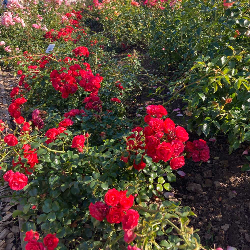 Bodendeckerrosen