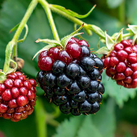 Brombeeren