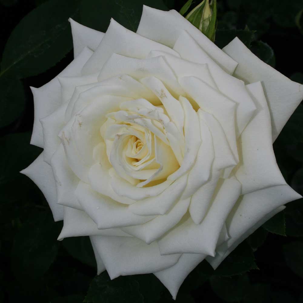 Edelrosen