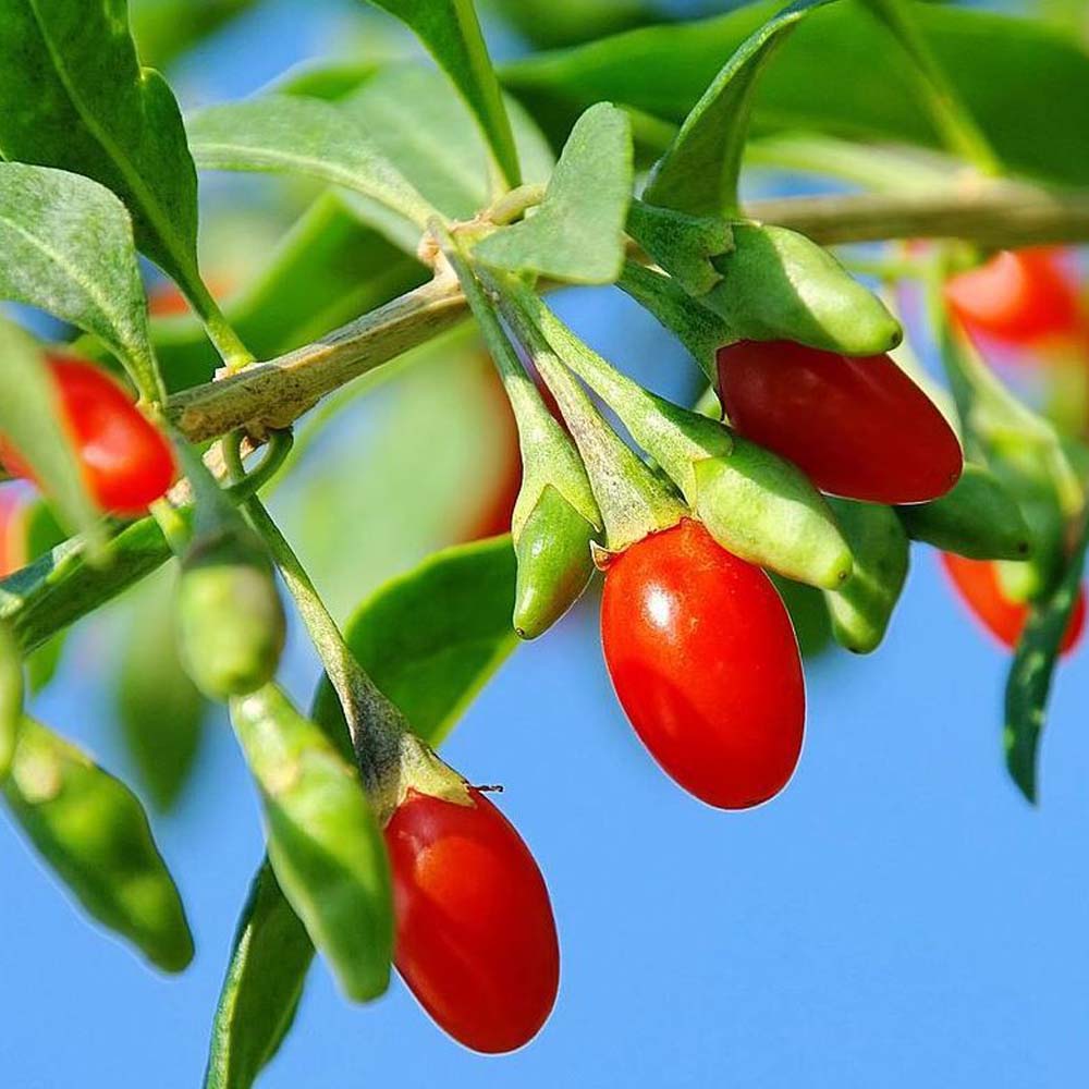 Exotisches und Naschobst