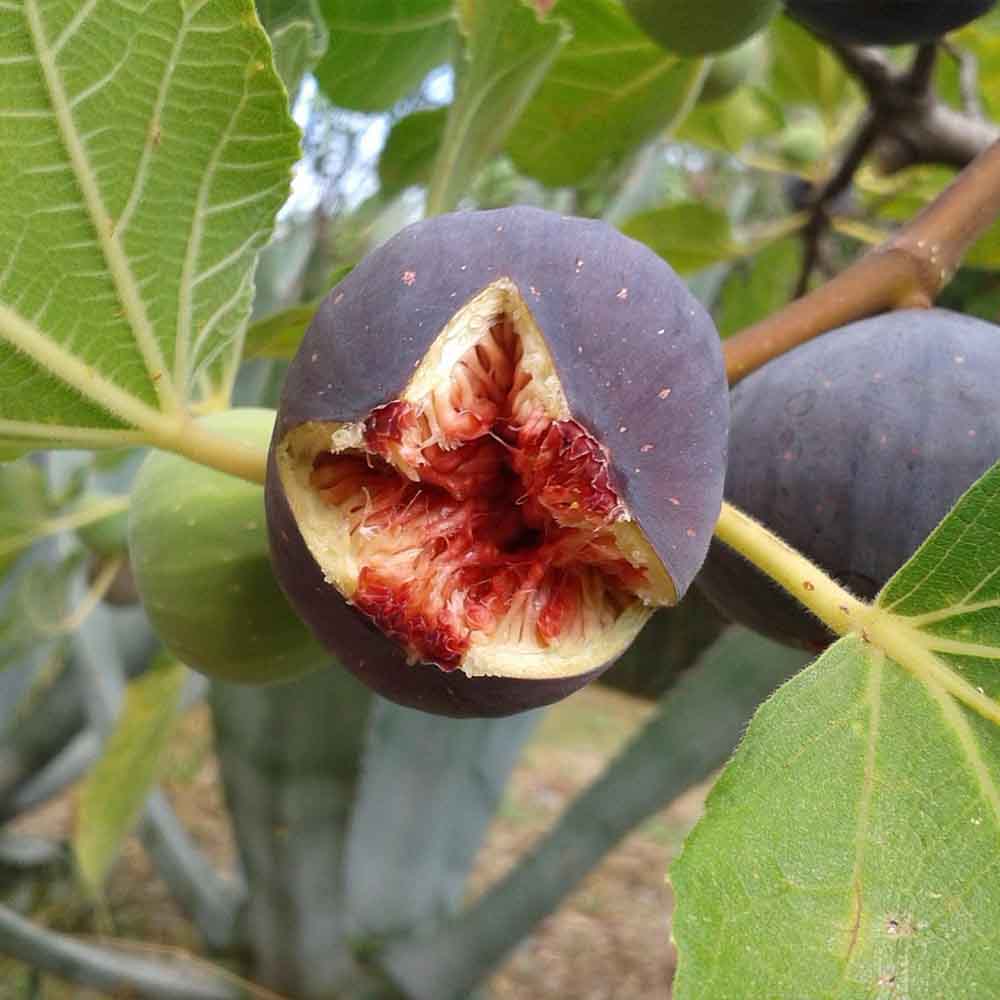 Exotisches Obst