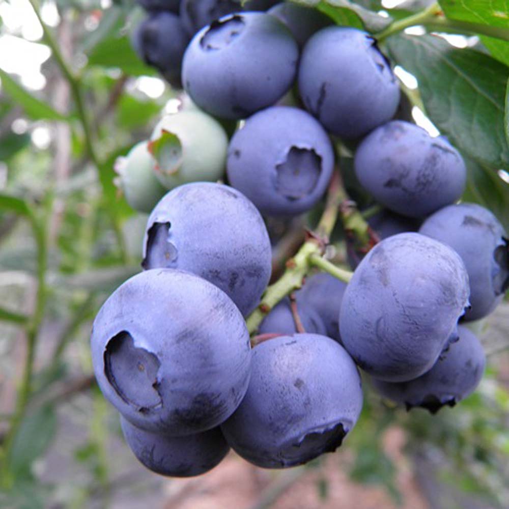 Heidelbeeren