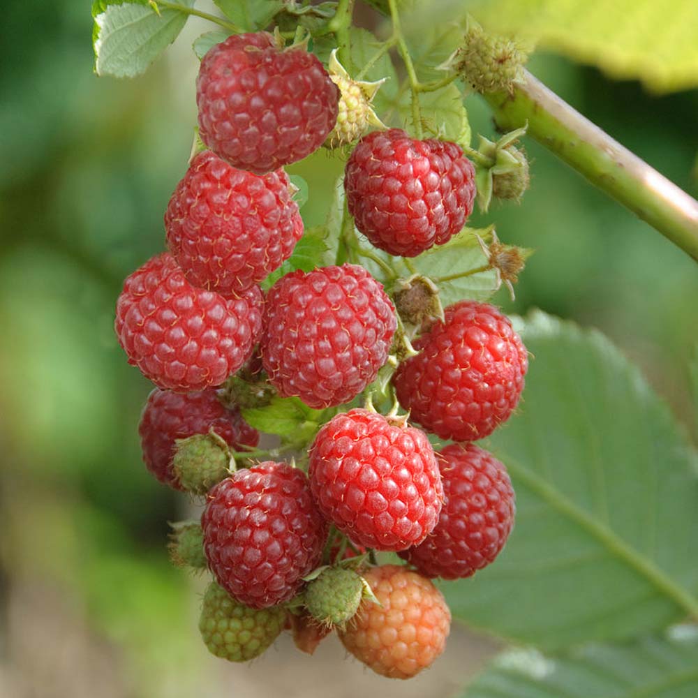 Himbeeren
