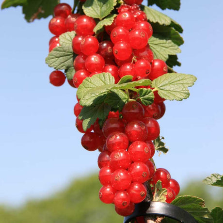 Johannisbeeren