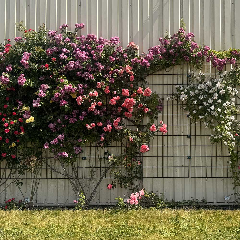 Kletterrosen
