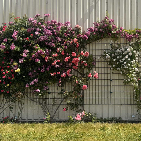 Kletterrosen