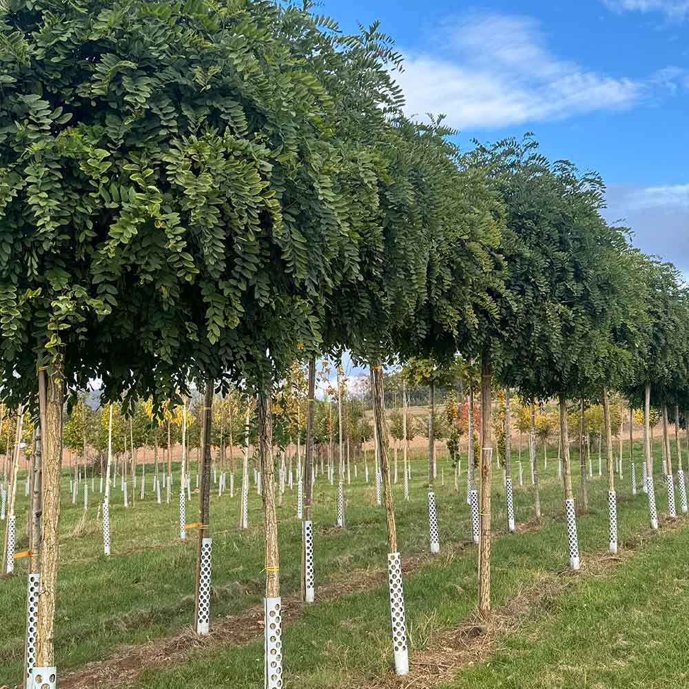 Kugel- / Säule- / Hänge- / Dachform