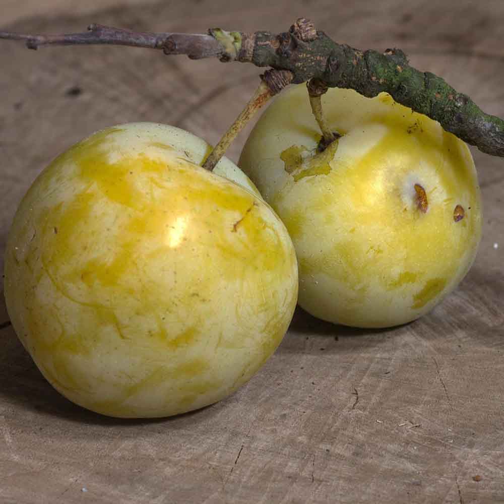 Mirabelle / Reneklode