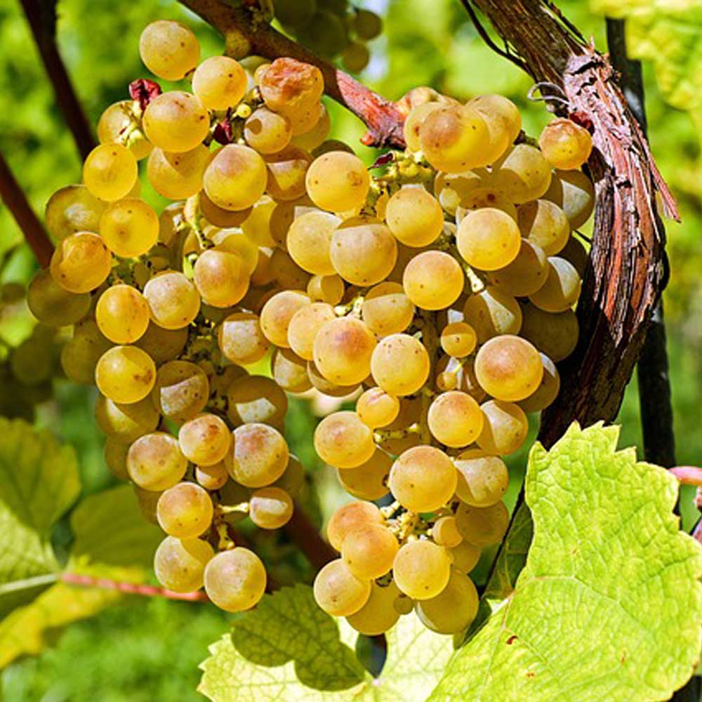 Weinreben