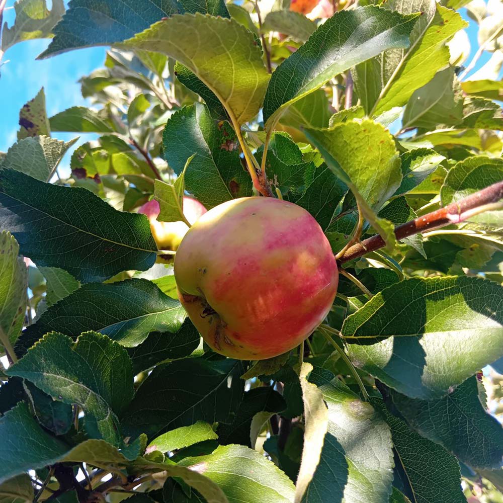 Obstgehölze