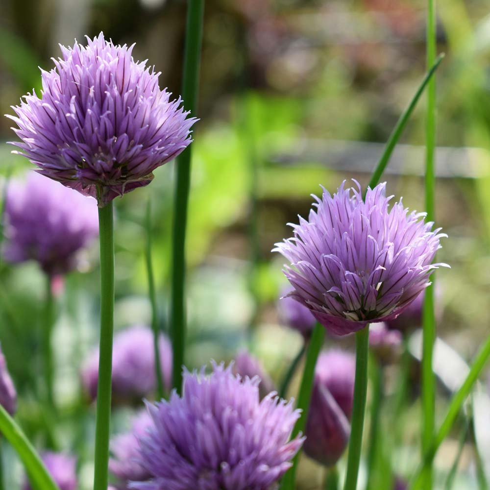 Stauden und Blumen