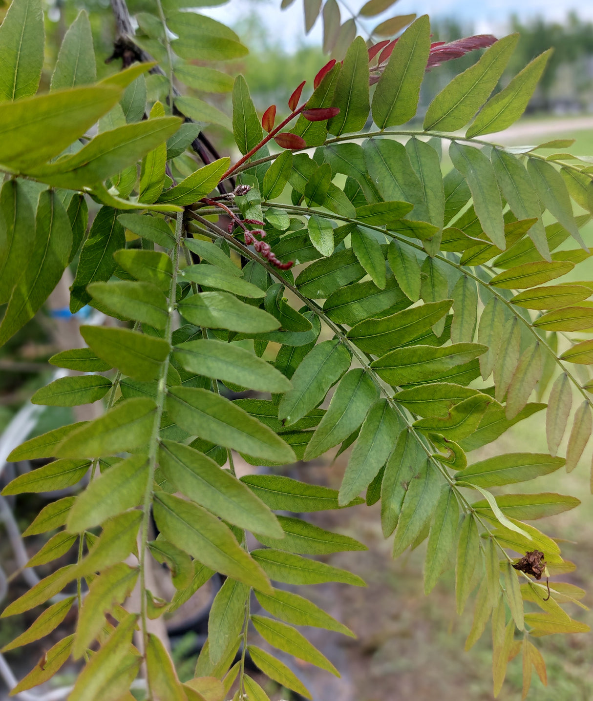 Gleditsia triacanthos 'Rubylace' Lederhülsenbaum 'Rubylace'