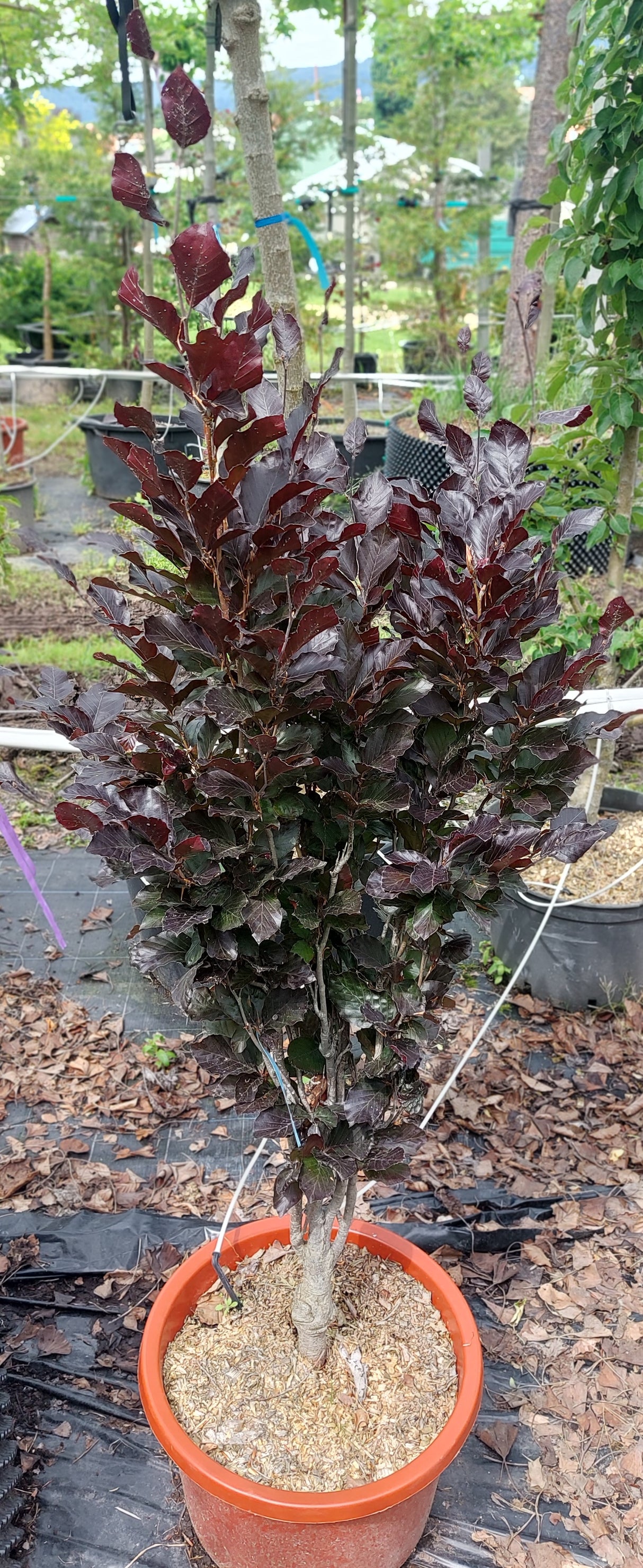 Fagus sylvatica 'Dawyck Purple' Säulen-Blutbuche 'Dawyck Purple'