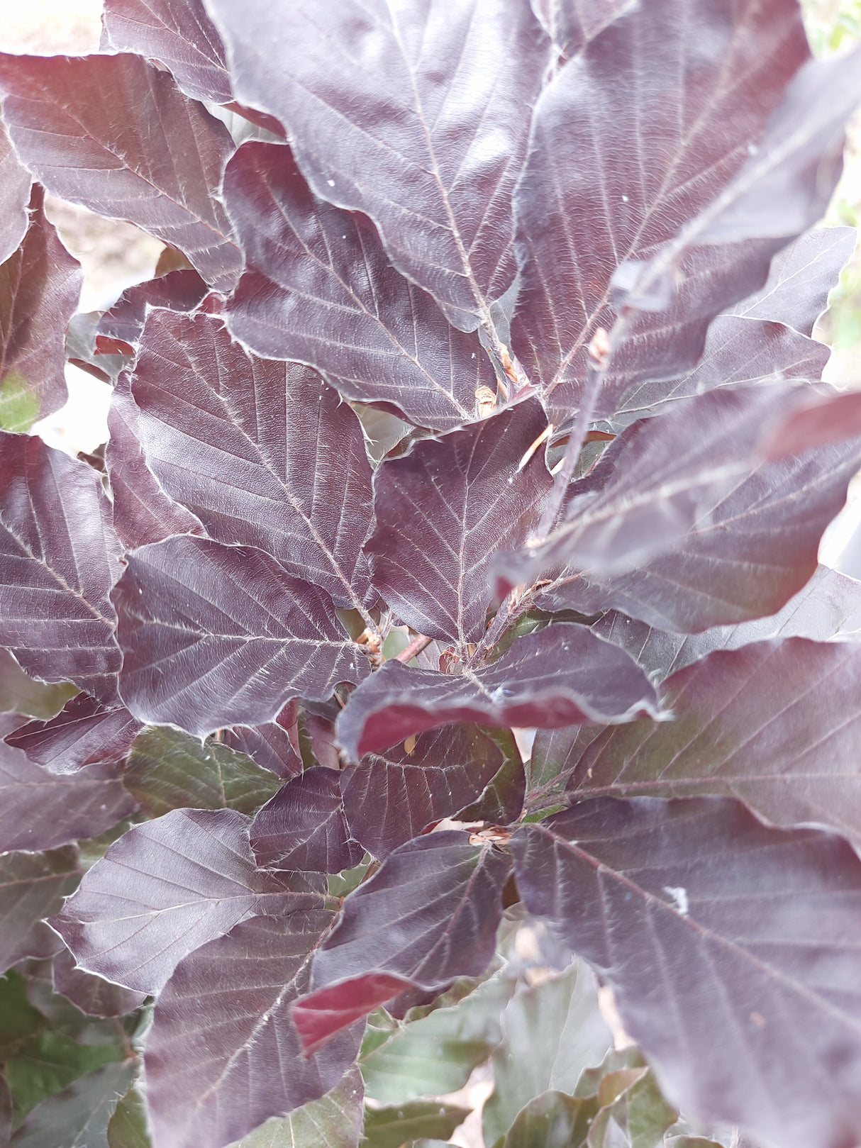 Fagus sylvatica 'Dawyck Purple' Säulen-Blutbuche 'Dawyck Purple'