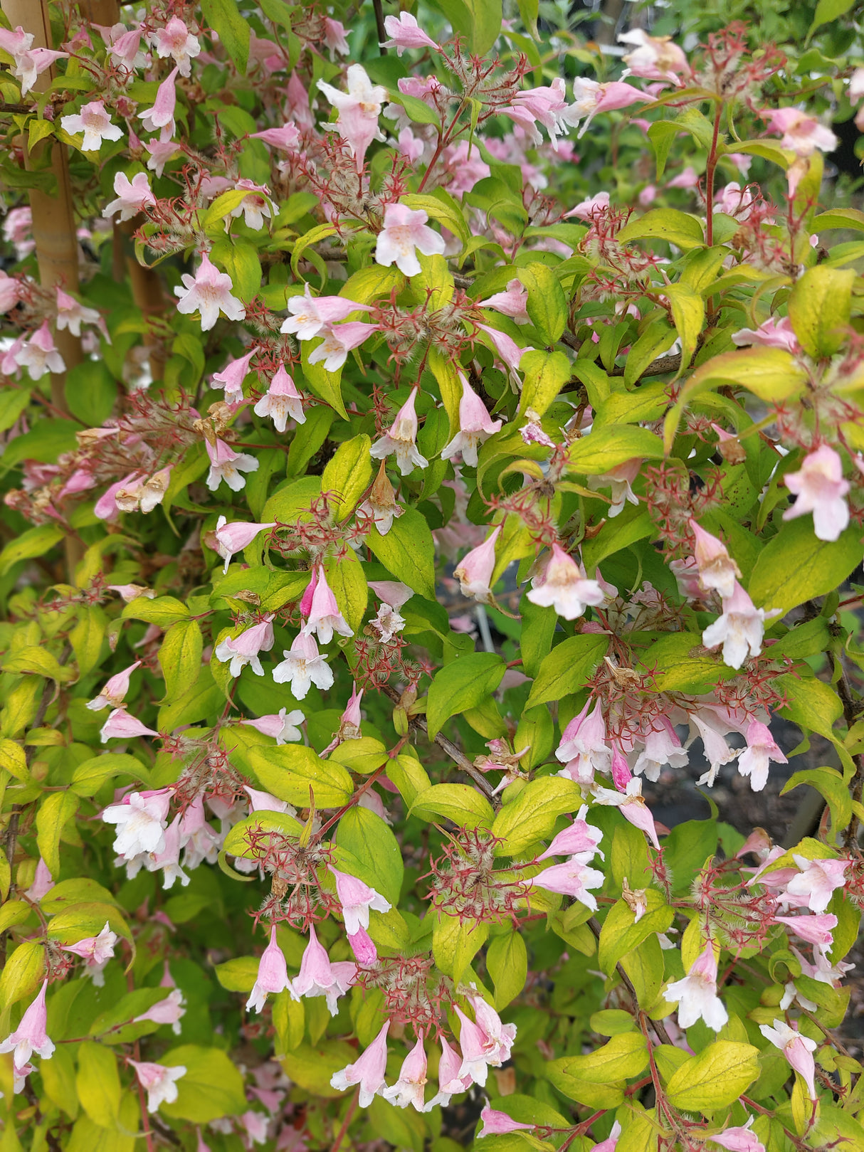 Kolkwitzia amabilis 'Maradco' Perlmuttstrauch 'Maradco'