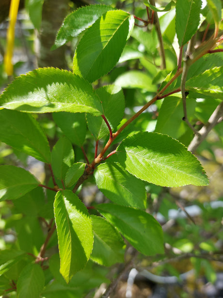 Prunus subhirtella 'Fukubana' Frühlingskirsche 'Fukubana'