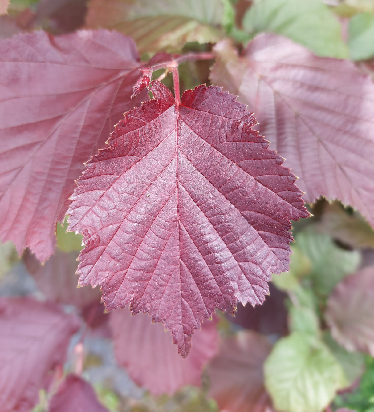 Corylus maxima 'Purpurea' Bluthasel