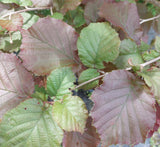 Corylus maxima 'Purpurea' Bluthasel