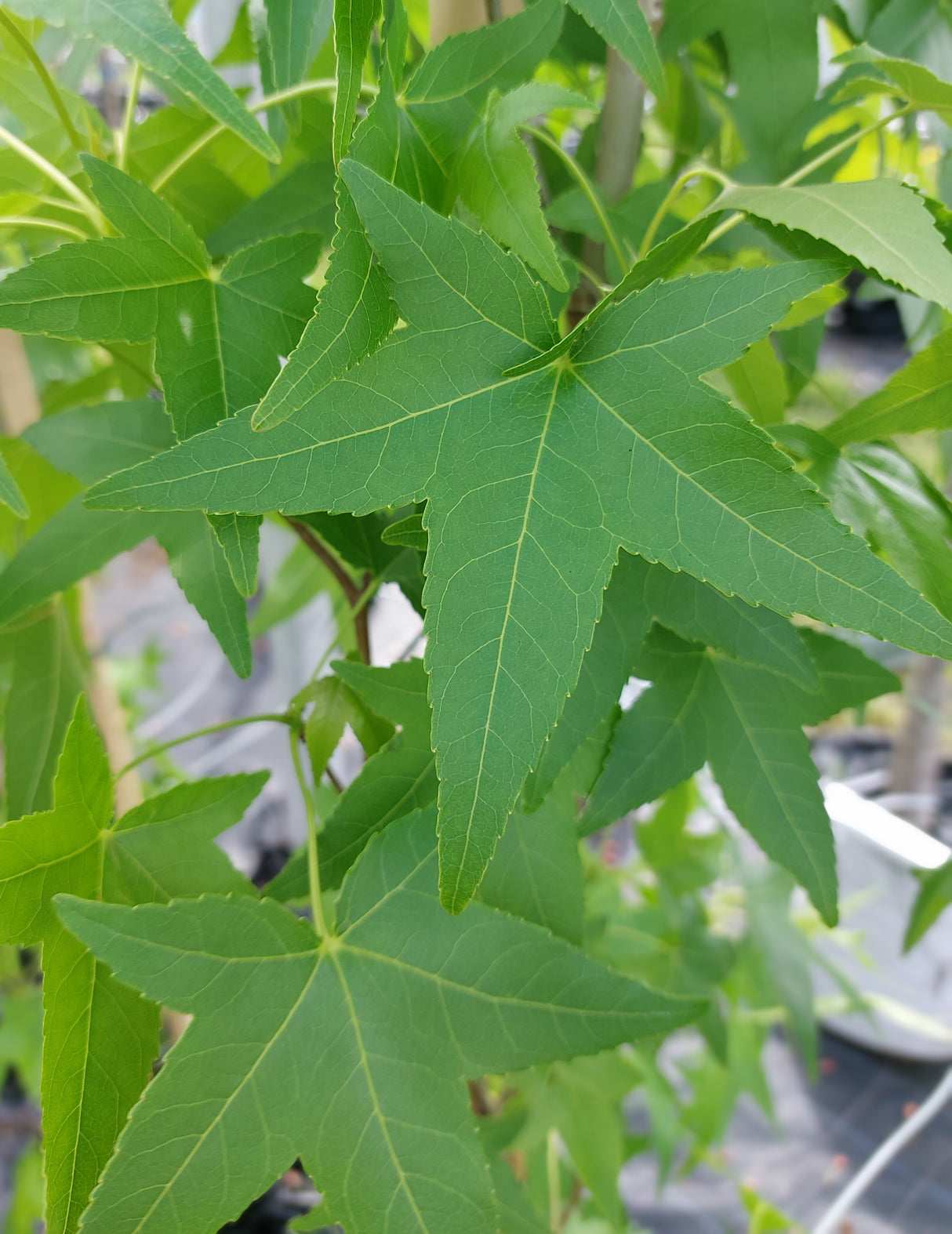 Liquidambar styraciflua 'Slender Silhouette' Amberbaum 'Slender Silhouette'