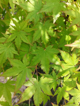 Acer palmatum Fächerahorn