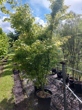 Acer palmatum Fächerahorn