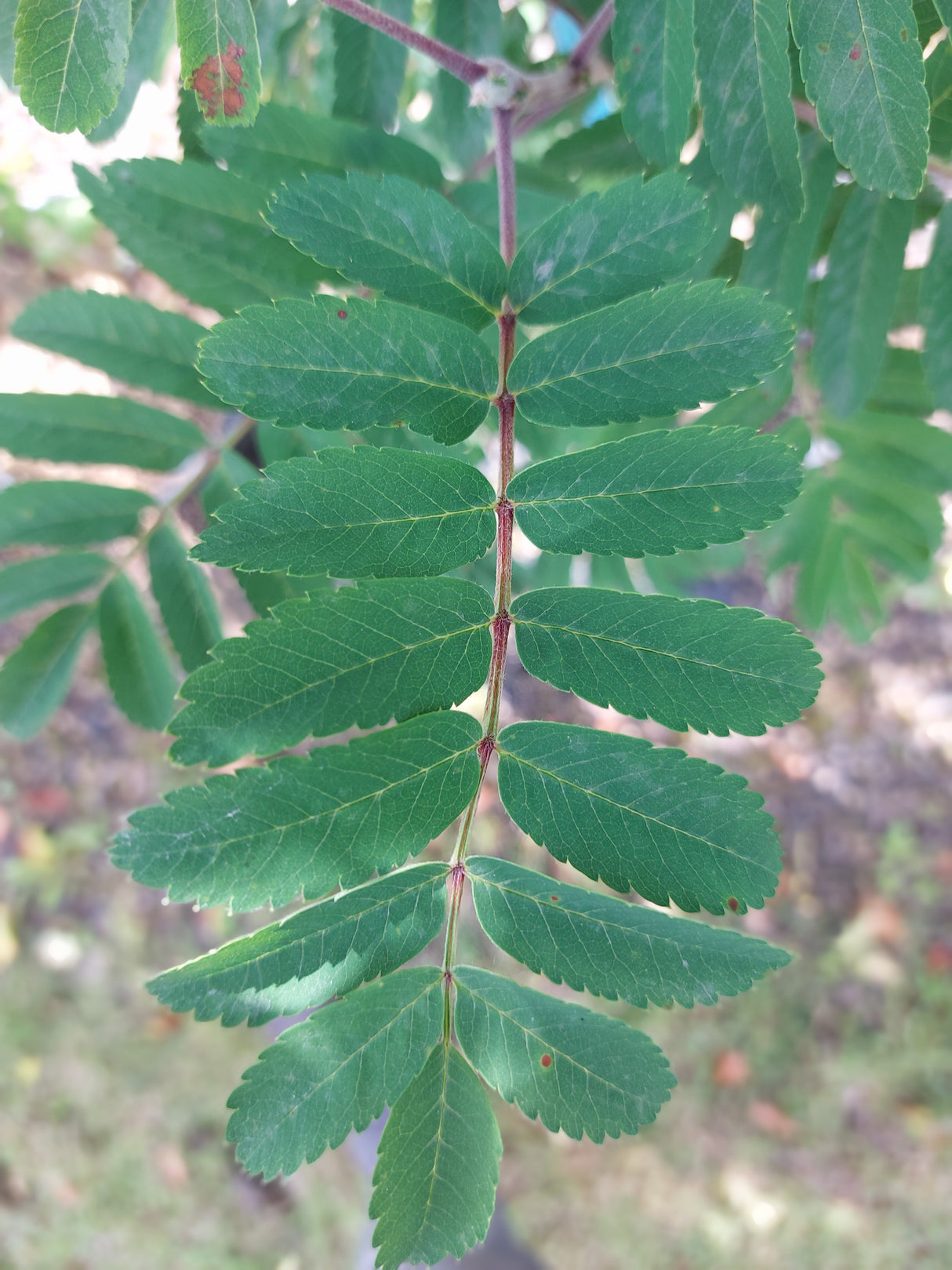 Sorbus aucuparia 'Fastigiata' Pyramiden-Eberesche