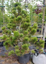 Pinus sylvestris Kiefer