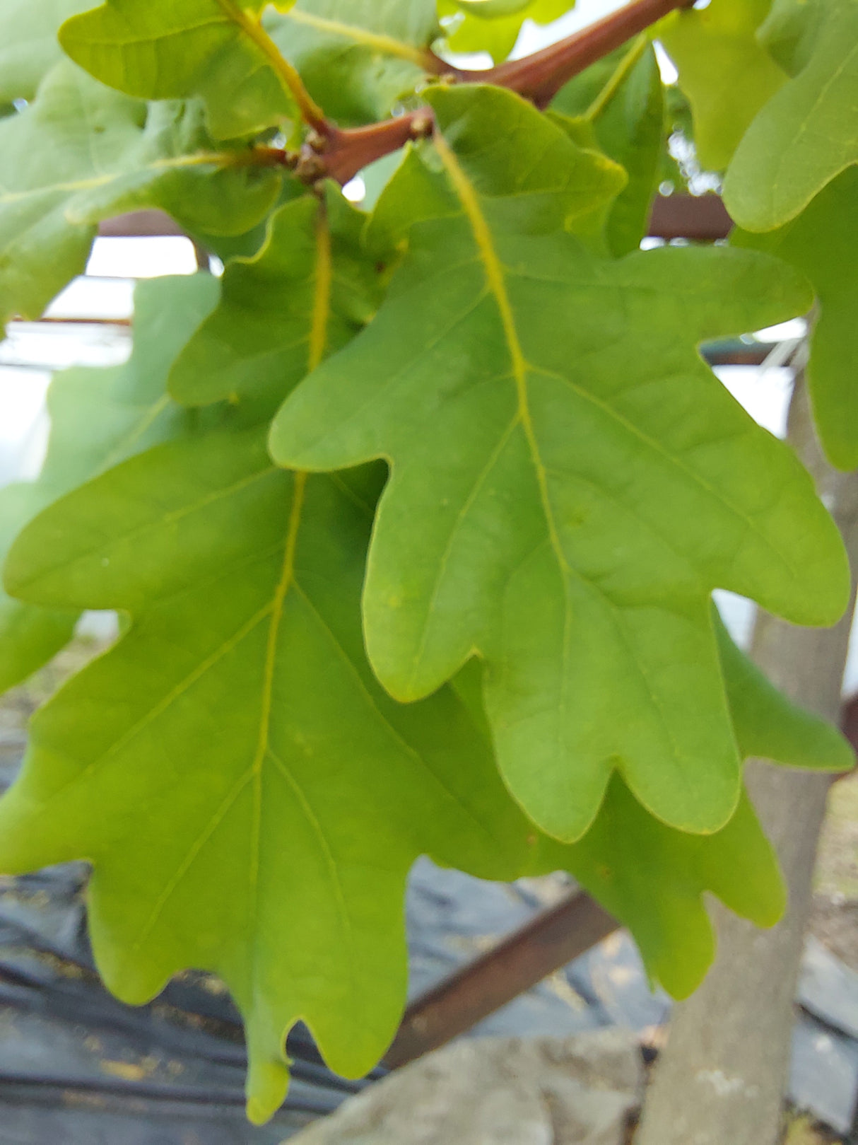 Quercus petraea Trauben-Eiche