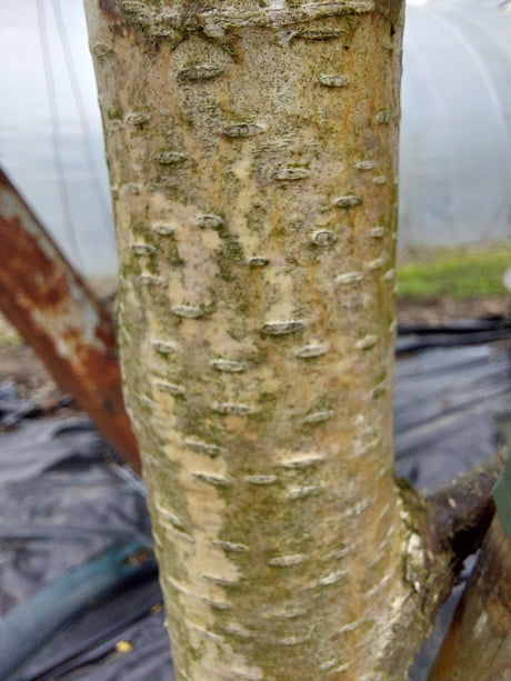Betula pendula 'Purpurea' Blutbirke, Purpurbirke